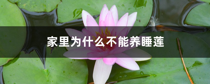 家里为什么不能养睡莲 家里为什么不能养睡莲