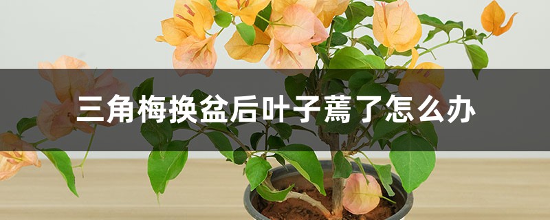 三角梅换盆后叶子蔫了怎么办 三角梅换盆后叶子蔫了怎么办