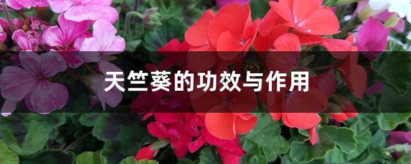 天竺葵的功效与作用 天竺葵的功效与作用