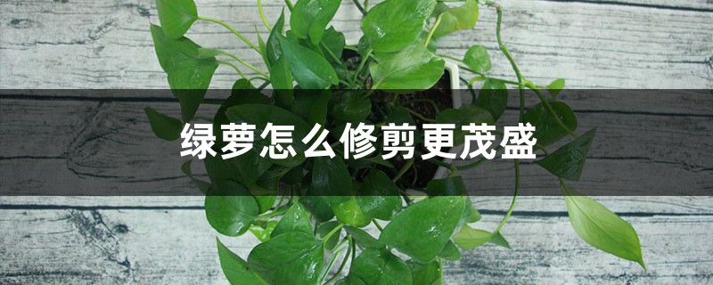 绿萝怎么修剪更茂盛 绿萝怎么修剪更茂盛
