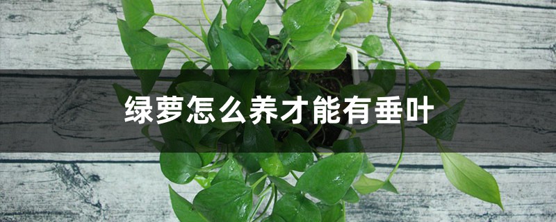 绿萝怎么养才能有垂叶 绿萝怎么养才能有垂叶