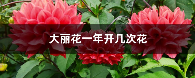 大丽花一年开几次花 大丽花一年开几次花