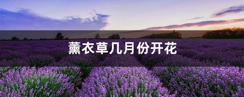 薰衣草几月份开花 薰衣草几月份开花