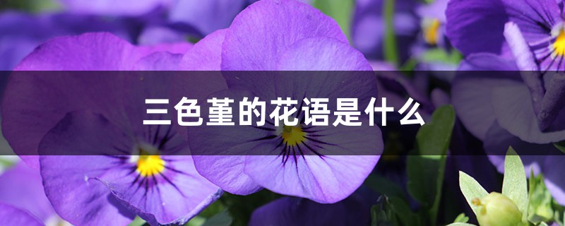 三色堇的花语是什么 三色堇的花语是什么