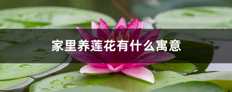 家里养莲花有什么寓意 家里养莲花有什么寓意