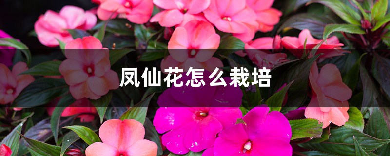 凤仙花怎么栽培 凤仙花怎么栽培