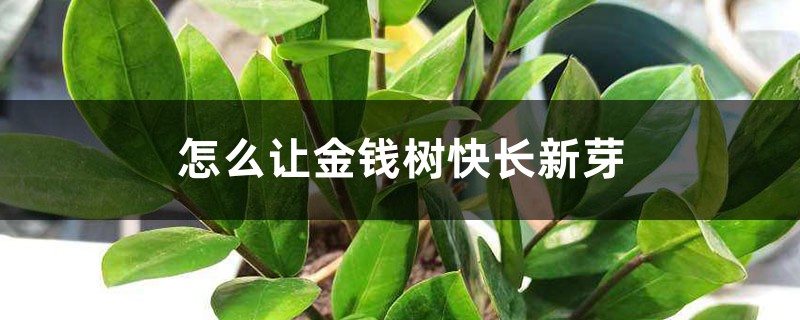 怎么让金钱树快长新芽