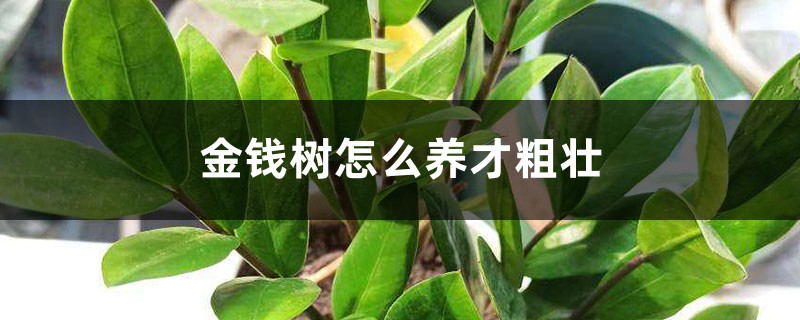 金钱树怎么养才粗壮 金钱树怎么养才粗壮