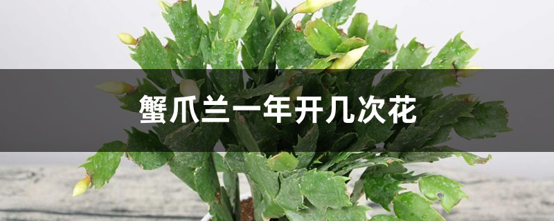 蟹爪兰一年开几次花 蟹爪兰一年开几次花