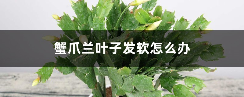 蟹爪兰叶子发软怎么办 蟹爪兰叶子发软怎么办