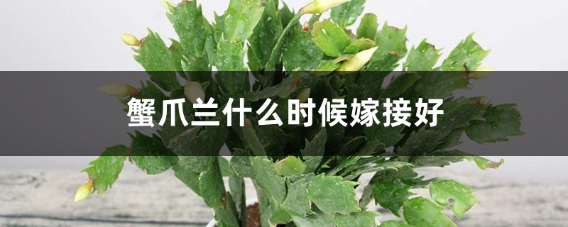 蟹爪兰什么时候嫁接好 蟹爪兰什么时候嫁接好