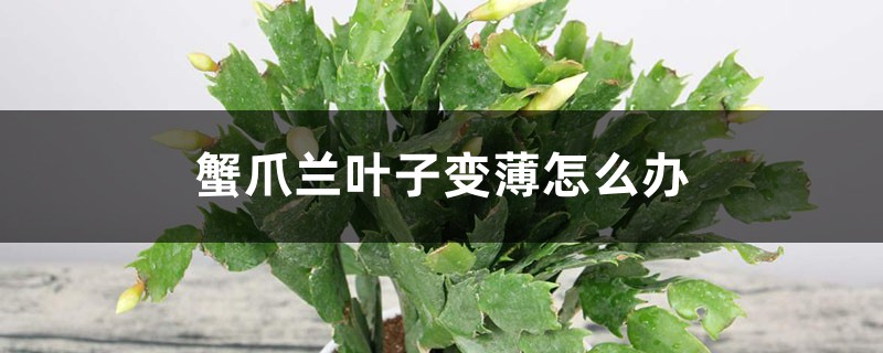 蟹爪兰叶子变薄怎么办 蟹爪兰叶子变薄怎么办