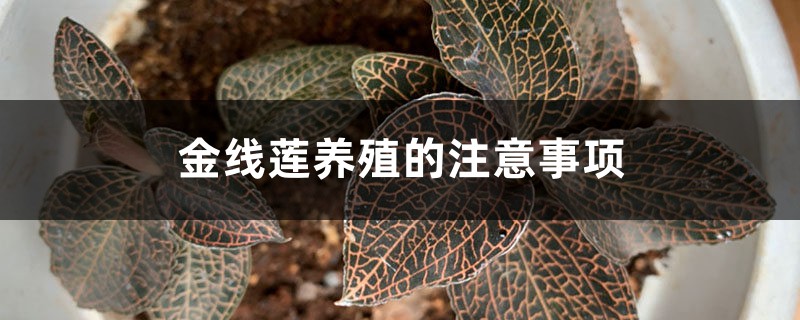 金线莲养殖的注意事项 金线莲养殖的注意事项