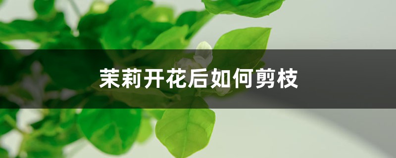 茉莉开花后如何剪枝 茉莉开花后如何剪枝
