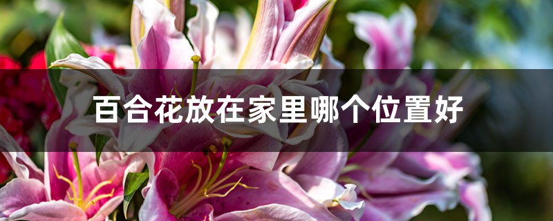 百合花放在家里哪个位置好 百合花放在家里哪个位置好