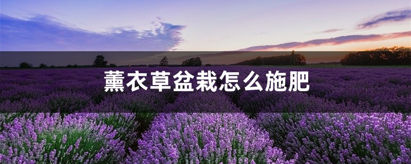 薰衣草盆栽怎么施肥 薰衣草盆栽怎么施肥
