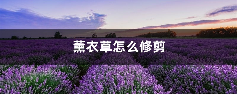薰衣草怎么修剪 薰衣草怎么修剪