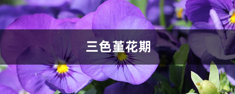 三色堇花期 三色堇花期