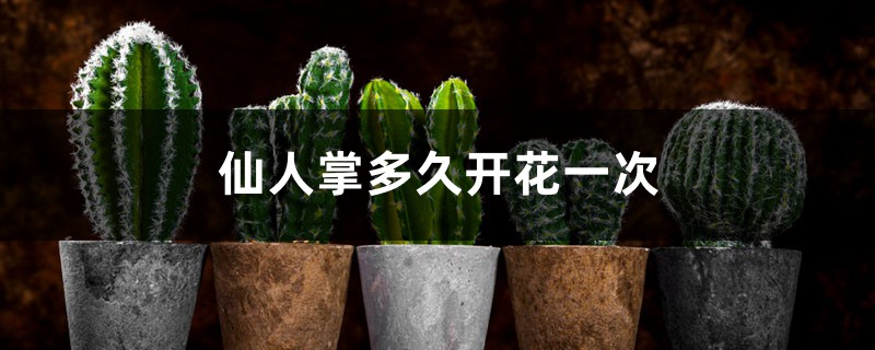 仙人掌多久开花一次 仙人掌多久开花一次