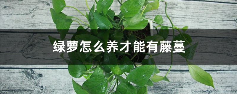 绿萝怎么养才能有藤蔓 绿萝怎么养才能有藤蔓