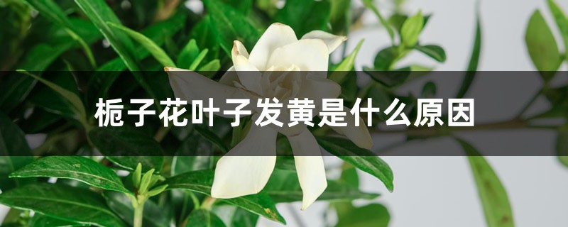 栀子花叶子发黄是什么原因 栀子花叶子发黄是什么原因