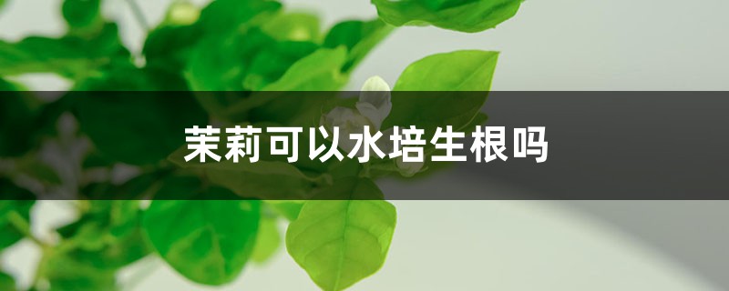茉莉可以水培生根吗 茉莉可以水培生根吗