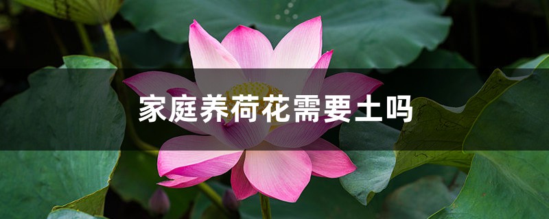家庭养荷花需要土吗 家庭养荷花需要土吗