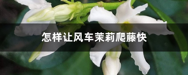 怎样让风车茉莉爬藤快 怎样让风车茉莉爬藤快