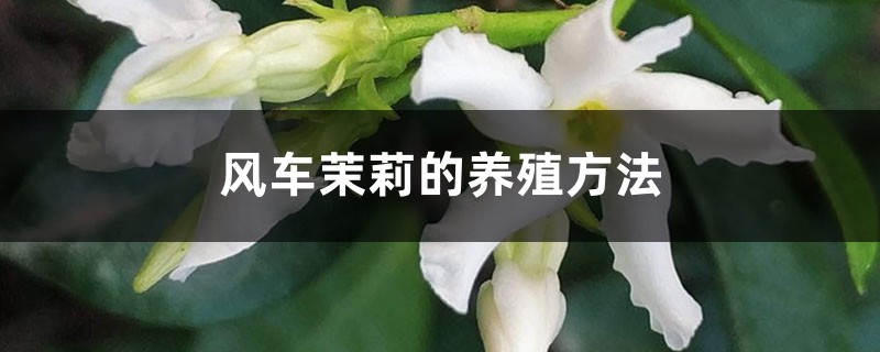 风车茉莉的养殖方法 风车茉莉的养殖方法