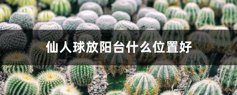 仙人球放阳台什么位置好 仙人球放阳台什么位置好