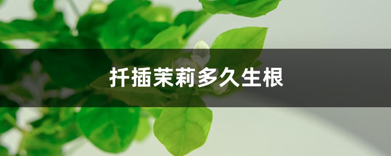 扦插茉莉多久生根 扦插茉莉多久生根