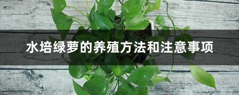 水培绿萝的养殖方法和注意事项 水培绿萝的养殖方法和注意事项