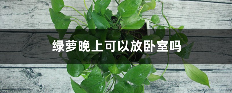 绿萝晚上可以放卧室吗 绿萝晚上可以放卧室吗