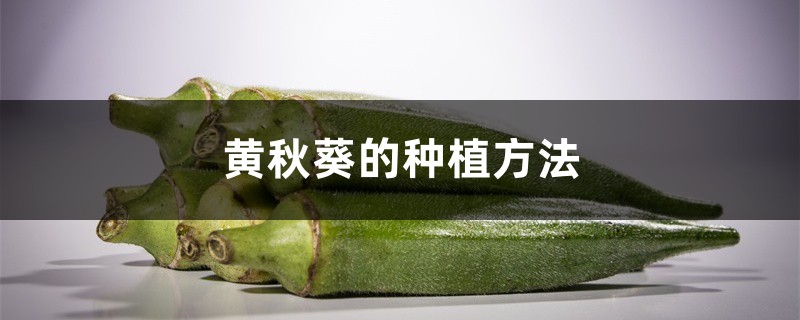 黄秋葵的种植方法 黄秋葵的种植方法