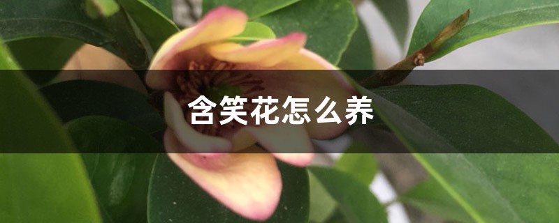 含笑花怎么养 含笑花怎么养
