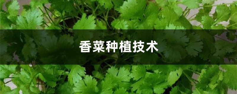 香菜种植技术 香菜种植技术