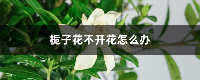 栀子花不开花怎么办 栀子花不开花怎么办