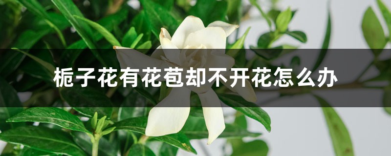 栀子花有花苞却不开花怎么办 栀子花有花苞却不开花怎么办