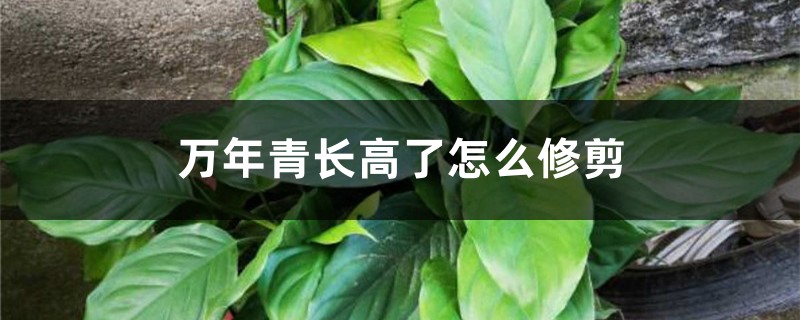 万年青长高了怎么修剪 万年青长高了怎么修剪