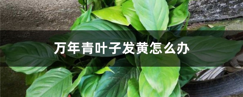 万年青叶子发黄怎么办 万年青叶子发黄怎么办
