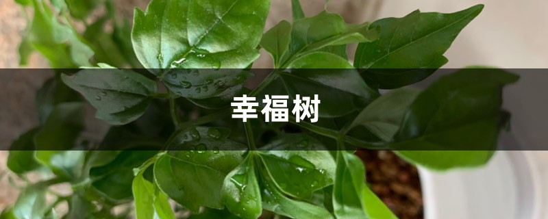 幸福树黄叶掉叶,夏天浇点这个水,3天立马绿油油! 幸福树黄叶掉叶,夏天浇点这个水,3天立马绿油油!