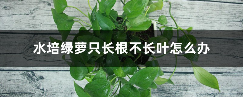 水培绿萝只长根不长叶怎么办 水培绿萝只长根不长叶怎么办
