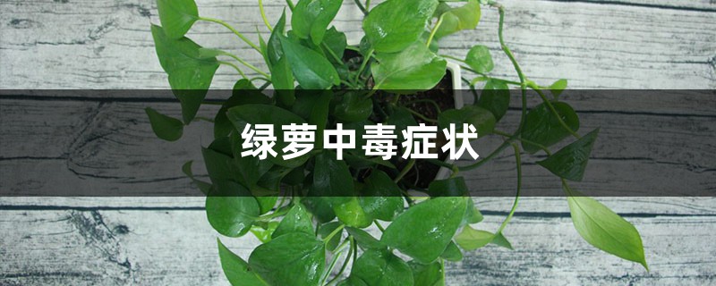 误食绿萝叶子会中毒吗 误食绿萝叶子会中毒吗