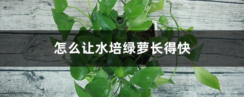 怎么让水培绿萝长得快 怎么让水培绿萝长得快