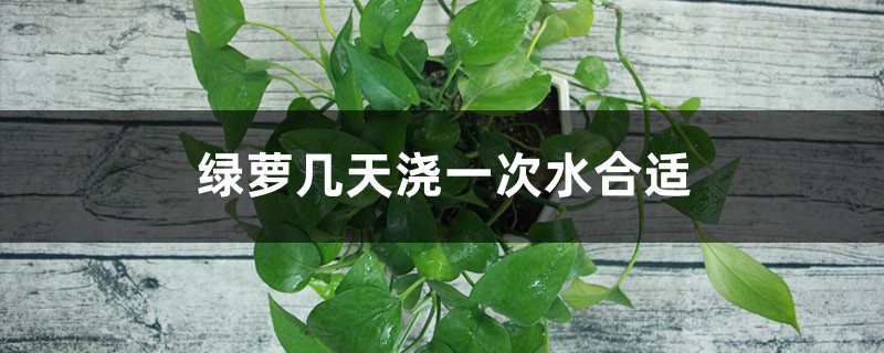 绿萝几天浇一次水合适 绿萝几天浇一次水合适