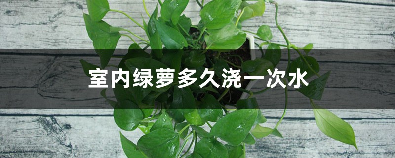 室内绿萝多久浇一次水 室内绿萝多久浇一次水