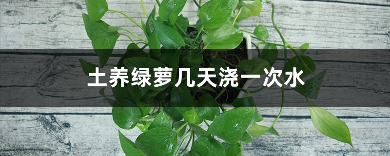 土养绿萝几天浇一次水 土养绿萝几天浇一次水