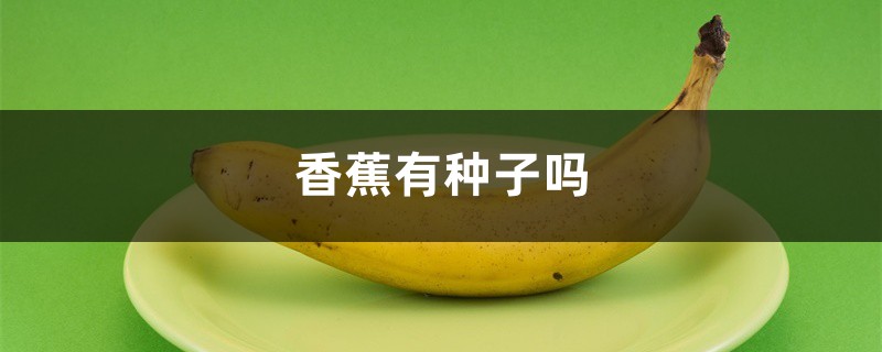 香蕉有种子吗 香蕉有种子吗