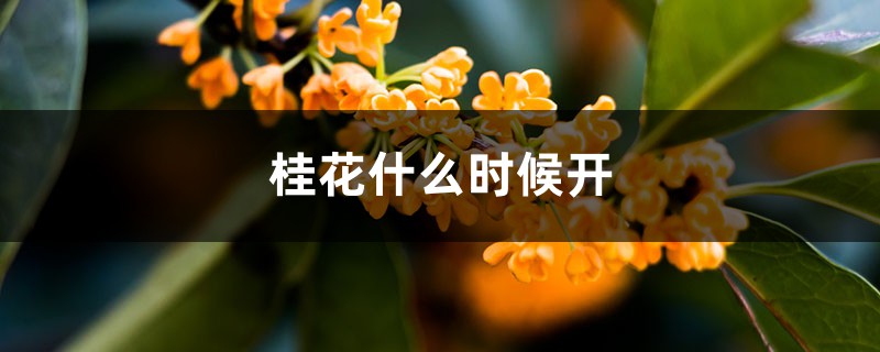 桂花什么时候开 桂花什么时候开