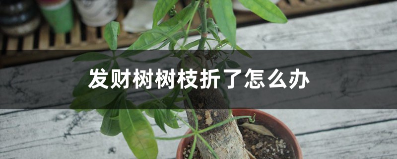 发财树树枝折了怎么办 发财树树枝折了怎么办